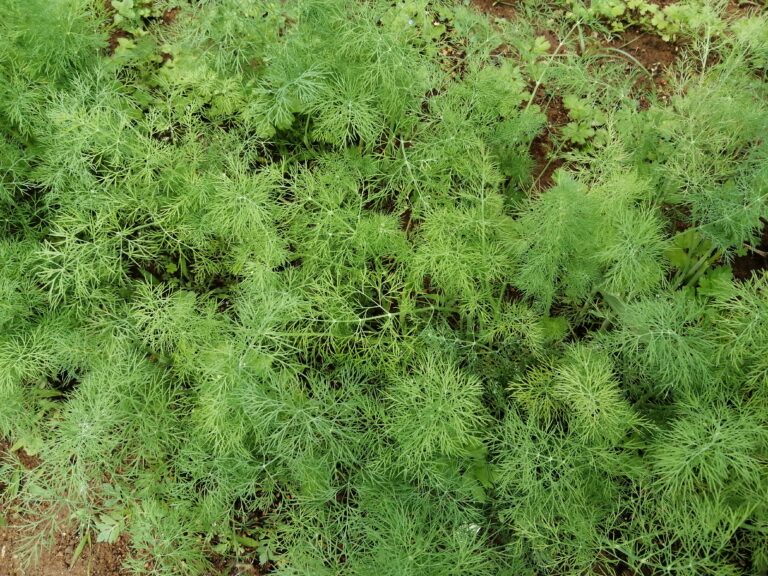 初心者でも出来るディルの育て方のコツ