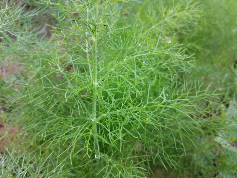 初心者でも出来るフェンネルの育て方のコツ